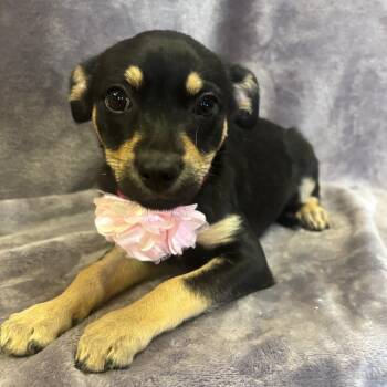 Rescue Terrier Dogs for Adoption in Lodi, California - Nancy | PetCurious