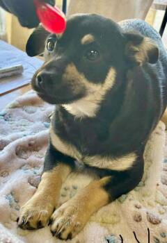 Miniature Pinscher and Mixed Breed Dogs Available for Adoption - Holly | PetCurious