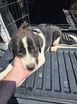 Labrador Retriever and Mixed Breed Dogs Available for Adoption in Lafayette, Tennessee - Heidi | PetCurious