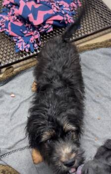 CONRAD -  Poodle and Airedale Terrier Dog for Adoption in Fort Wayne, Indiana - CONRAD | PetCurious