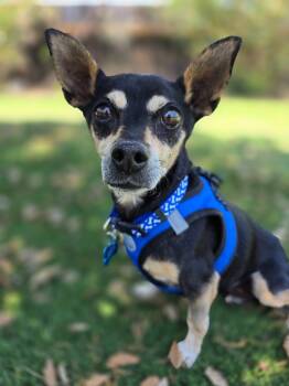 Rescue Miniature Pinscher and Chihuahua Dogs for Adoption in El Cajon, California - Zorro | PetCurious