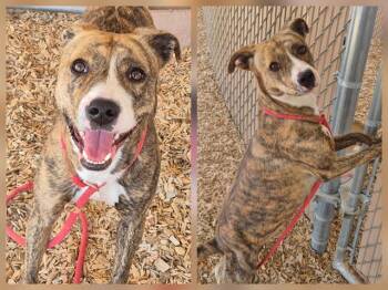 Pit Bull Terrier and Mixed Breed Dogs Available for Adoption in Albuquerque, New Mexico - WENDY | PetCurious