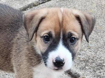 Copper -  Pit Bull Terrier and Mixed Breed Dog for Adoption in Portland, Oregon - Copper | PetCurious