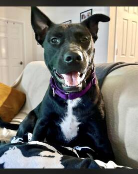 Rescue Labrador Retriever Dogs for Adoption in Manchester, Connecticut - Phoenix | PetCurious