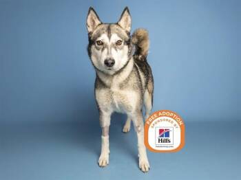 MILO -  Husky Dog for Adoption in Phoenix, Arizona - MILO | PetCurious