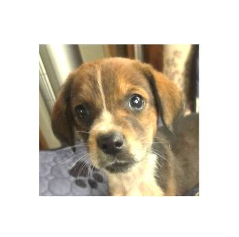 Nelly -  Beagle Dog for Adoption in Lake Geneva, Wisconsin - Nelly | PetCurious
