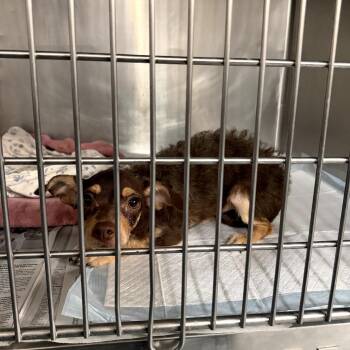Chihuahua Dogs Available for Adoption in Northbrook, Illinois - Pretty Pretty Princess | PetCurious