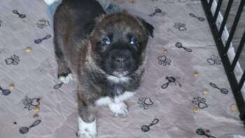 Mixed Breed Dogs Available for Adoption - Brieux | PetCurious