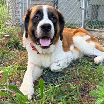 CT Acorn-avail Aug 12 -  Saint Bernard Dog for Adoption in Stormville, New York - CT Acorn-avail Aug 12 | PetCurious