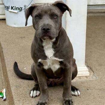 Terrier Dogs Available for Adoption in St. Peters, Missouri - Cassava | PetCurious