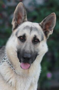 Rescue German Shepherd Dog Dogs for Adoption in Los Angeles, California - *Chase Von Colditz | PetCurious