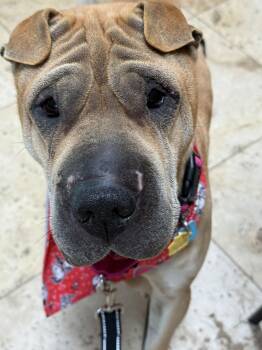 Shar Pei Dogs Available for Adoption - Scoobie | PetCurious