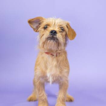 Alani -  Terrier and Pug Dog for Adoption in Portland, Oregon - Alani | PetCurious
