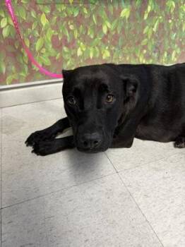 Labrador Retriever and Mixed Breed Dogs Available for Adoption in San Antonio, Texas - Betty Boop | PetCurious