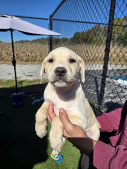 Coconut -  Golden Retriever Dog for Adoption in Richmond, Kentucky - Coconut | PetCurious
