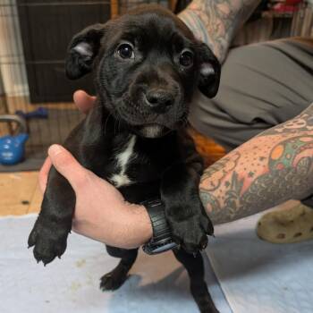 Pit Bull Terrier Dogs Available for Adoption - 118 (2026) Bagheera | PetCurious