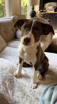 Lola -  Australian Shepherd and Mixed Breed Dog for Adoption in Chattanooga, Tennessee - Lola | PetCurious