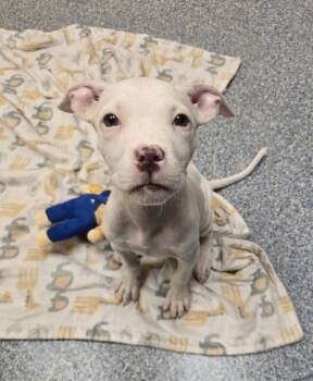 Baby Ruth -  Pit Bull Terrier and Mixed Breed Dog for Adoption in Westland, Michigan - Baby Ruth | PetCurious