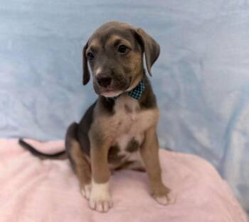 Mitchell -  Labrador Retriever and American Staffordshire Terrier Dog for Adoption in Sedalia, Colorado - Mitchell | PetCurious