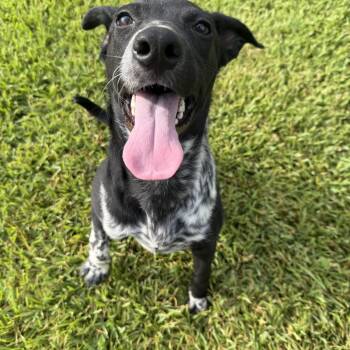 Luca -  Mixed Breed Dog for Adoption in Pearland, Texas - Luca | PetCurious