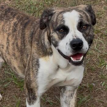Rescue Bulldog Dogs for Adoption in Valdosta, Georgia - Eagle | PetCurious