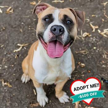 Mixed Breed Dogs Available for Adoption in Wheeling, Illinois - Blaire | PetCurious