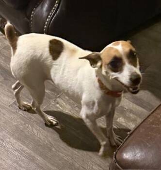 Elara -  Jack Russell Terrier Dog for Adoption in Russiaville, Indiana - Elara | PetCurious