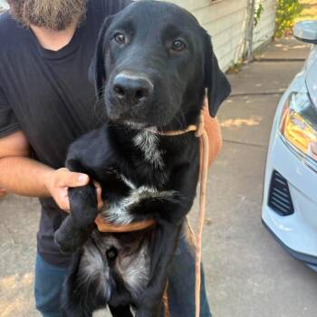 CJ -  Labrador Retriever and Hound Dog for Adoption in Hackett, Arkansas - CJ | PetCurious