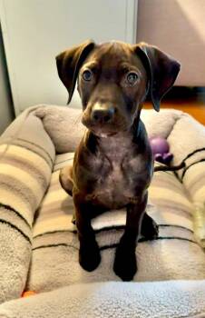 Mixed Breed Dogs Available for Adoption in Lindenhurst, New York - Ella Vator | PetCurious