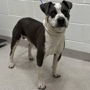 26-236 -  Pit Bull Terrier Dog for Adoption in Lindenhurst, New York - 26-236 | PetCurious