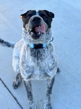 Rescue Australian Cattle Dog Blue Heeler and Shar Pei Dogs for Adoption in Hackensack, Minnesota - Ocho | PetCurious