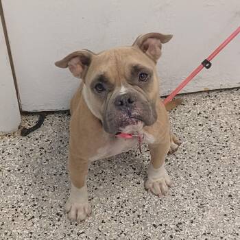Sugar Momma -  English Bulldog and French Bulldog Dog for Adoption in Hattiesburg, Mississippi - Sugar Momma | PetCurious