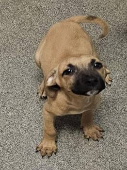 MARINA -  Black Mouth Cur and Mixed Breed Dog for Adoption - MARINA | PetCurious