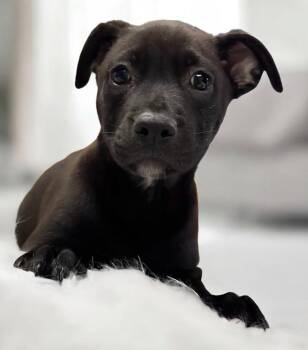 Cane Corso and Labrador Retriever Dogs Available for Adoption in Fort Myers, Florida - Fanta-2mo Old Puppy! | PetCurious