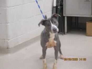 Fendi(315) -  Pit Bull Terrier Dog for Adoption in Marietta, Georgia - Fendi(315) | PetCurious