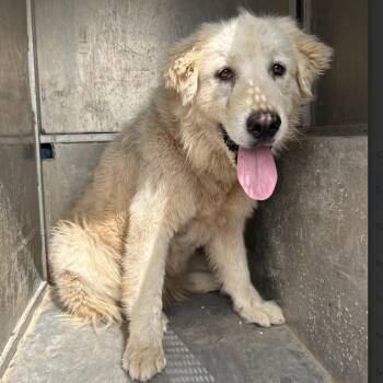 Great Pyrenees and Anatolian Shepherd Dogs Available for Adoption - Pearl Izumi | PetCurious