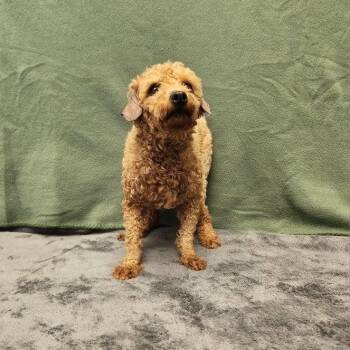 Poodle Dogs Available for Adoption in Benld, Illinois - Toto | PetCurious