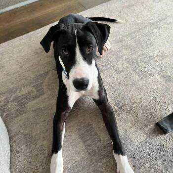 Hound Dogs Available for Adoption - Levi | PetCurious