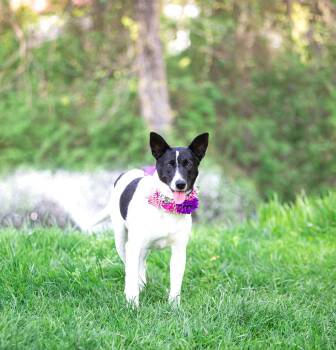 Border Collie Dogs Available for Adoption in Coatesville, Pennsylvania - Frenchie | PetCurious