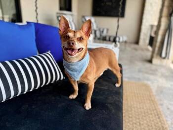 Rafa Romano Ringo -  Chihuahua Dog for Adoption in Friendswood, Texas - Rafa Romano Ringo | PetCurious