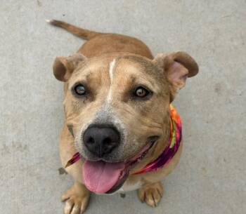 IZZY -  Pit Bull Terrier and Mixed Breed Dog for Adoption in Tulsa, Oklahoma - IZZY | PetCurious