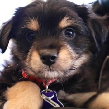 Rescue Mixed Breed Dogs for Adoption in San Francisco, California - Sunbeam | PetCurious