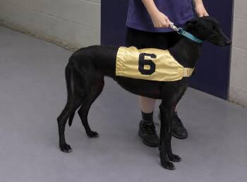Kelsos Clonad -  Greyhound Dog for Adoption in Allentown, Pennsylvania - Kelsos Clonad | PetCurious
