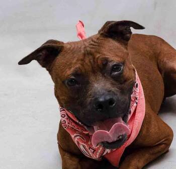 Delta -  Terrier Dog for Adoption in Sanford, Florida - Delta | PetCurious