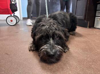 Labrador Retriever and Poodle Dogs Available for Adoption in Port Jervis, New York - Ziva | PetCurious