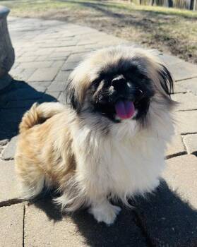 Pekingese Dogs Available for Adoption in Council Bluffs, Iowa - Summer | PetCurious