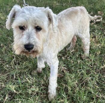 Miniature Schnauzer Dogs Available for Adoption - IKER | PetCurious