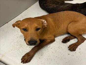 Rescue Pit Bull Terrier and Mixed Breed Dogs for Adoption in Conroe, Texas - A419958 | PetCurious