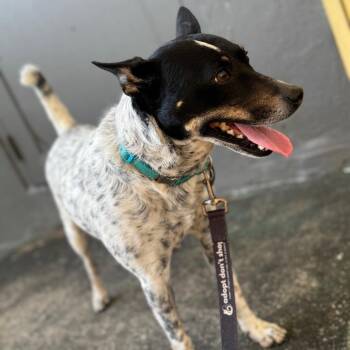 Freedom -  Cattle Dog and Mixed Breed Dog for Adoption in Jupiter, Florida - Freedom | PetCurious