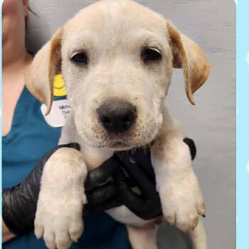Labrador Retriever and Hound Dogs Available for Adoption in Tylertown, Mississippi - Abraham | PetCurious